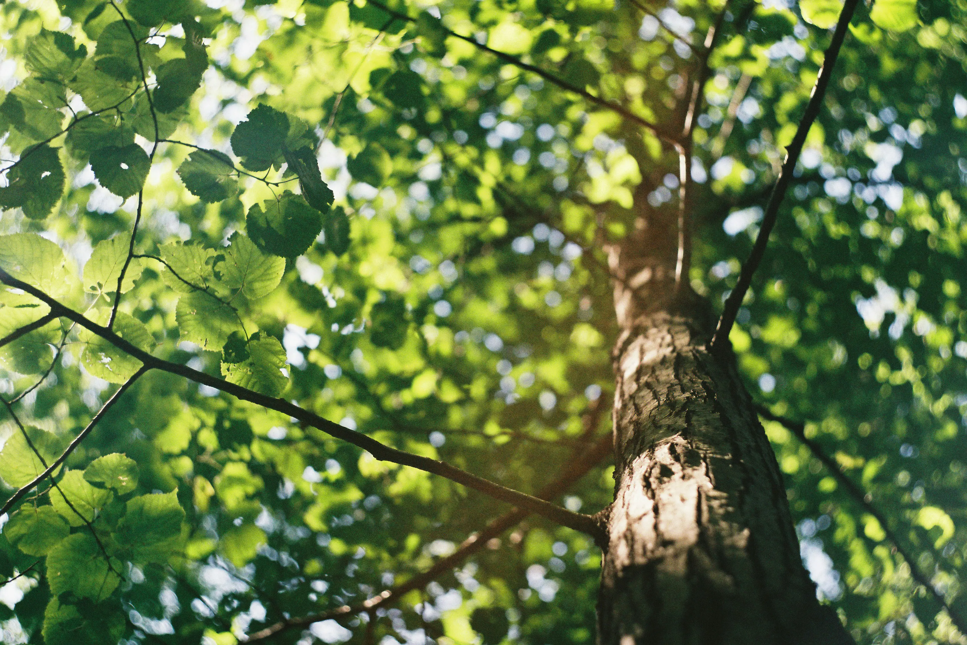 Image of the sun shining through a tree.