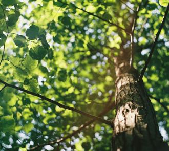 Image of the sun shining through a tree.